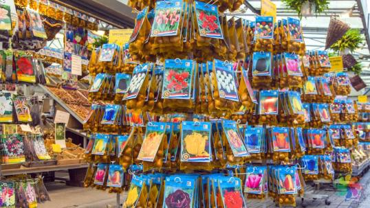 Amsterdam-Çiçek-Pazarı-lale-soğanı